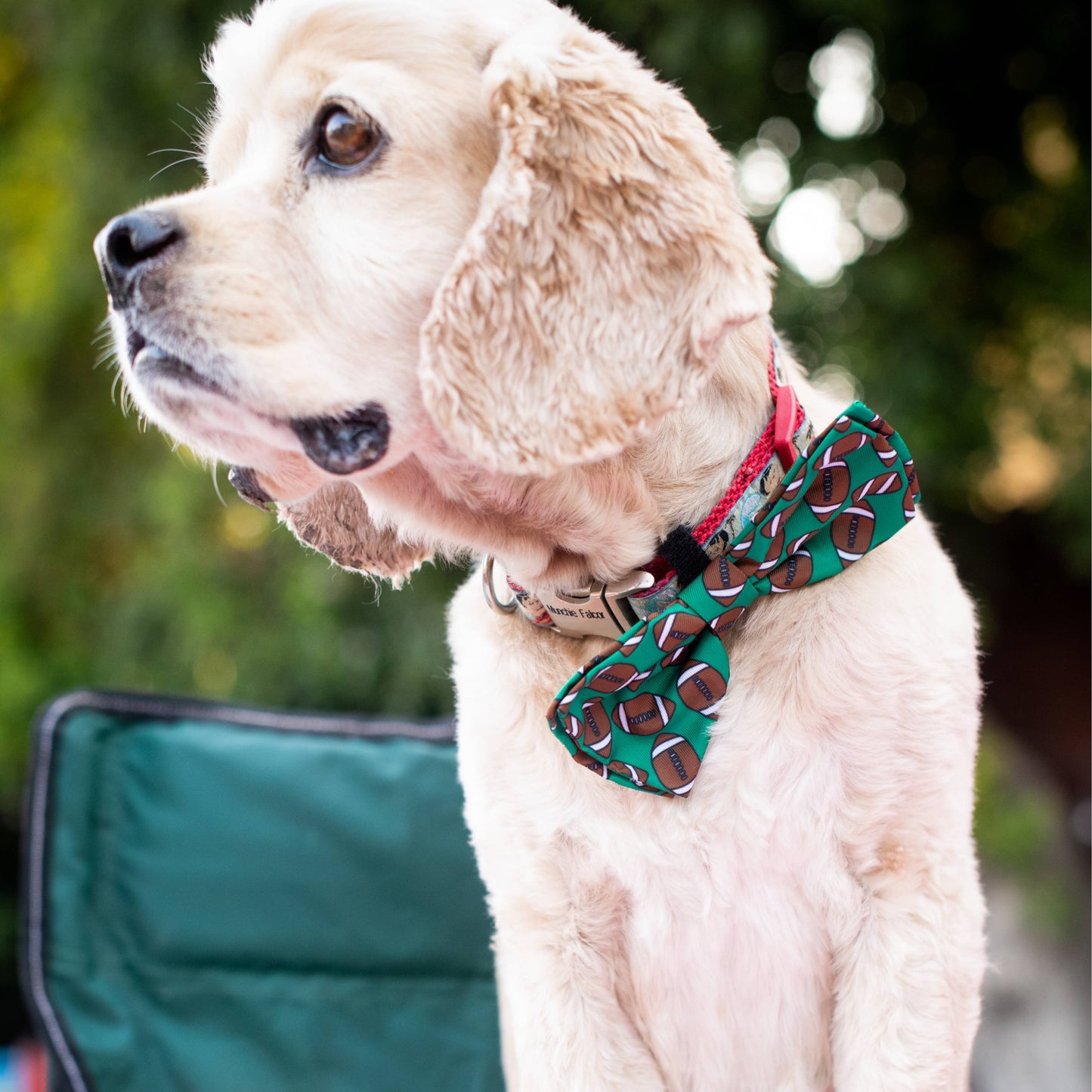 Dog Bow Tie Football