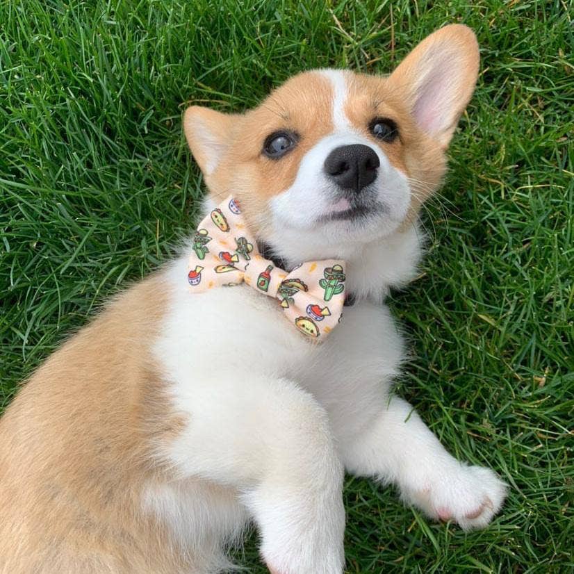 Taco Fiesta Dog Bow Tie