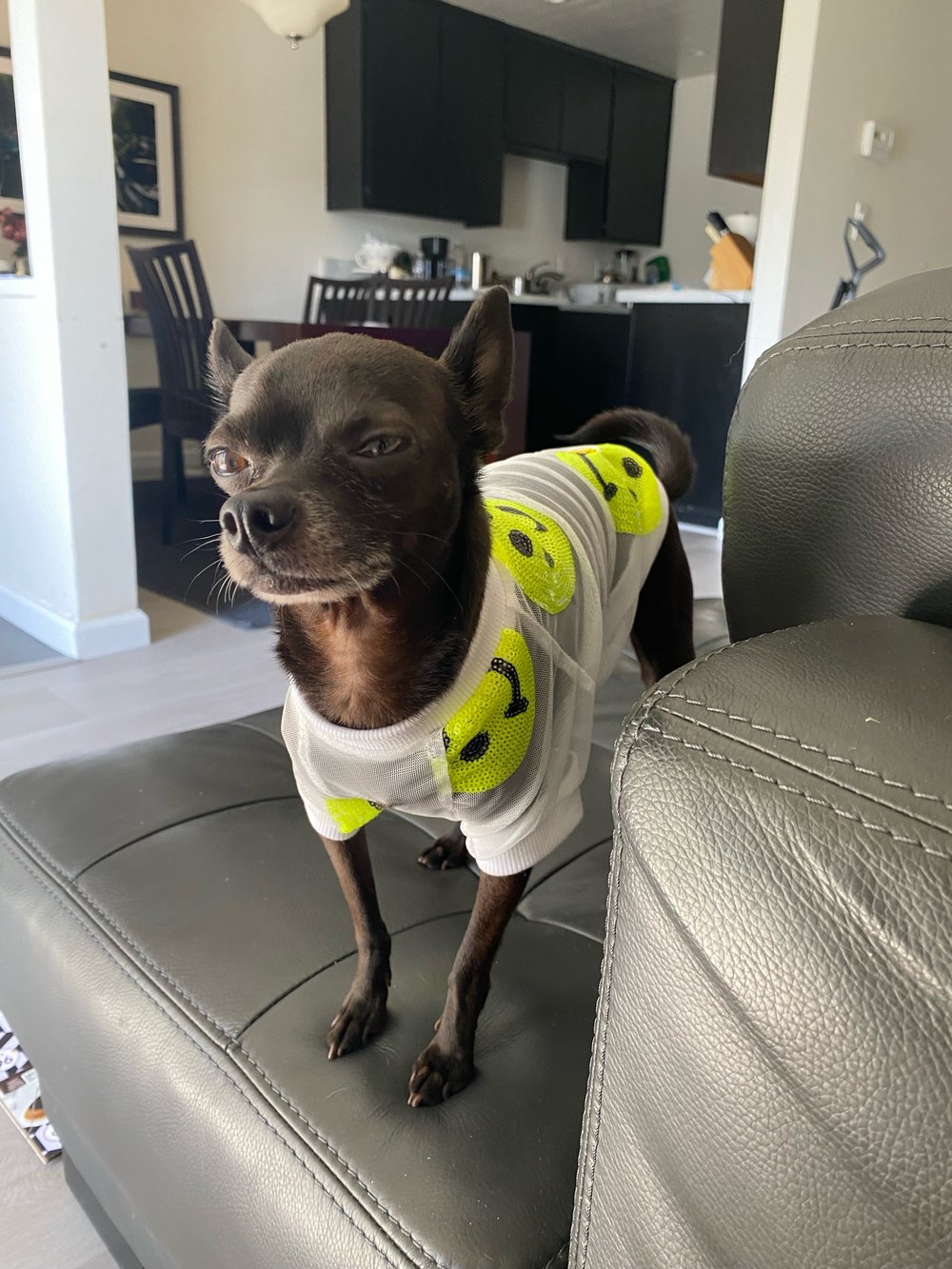 Neon Mesh Ragian Dog Shirt
