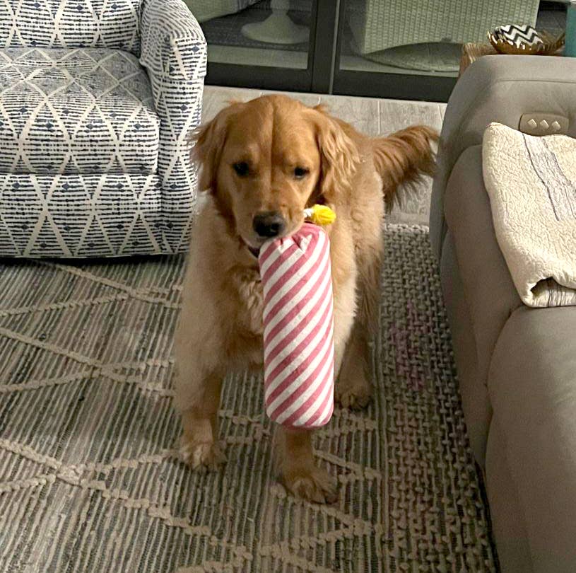 Birthday Candle Plush Dog Toy with Rope 16" - Assorted Colors