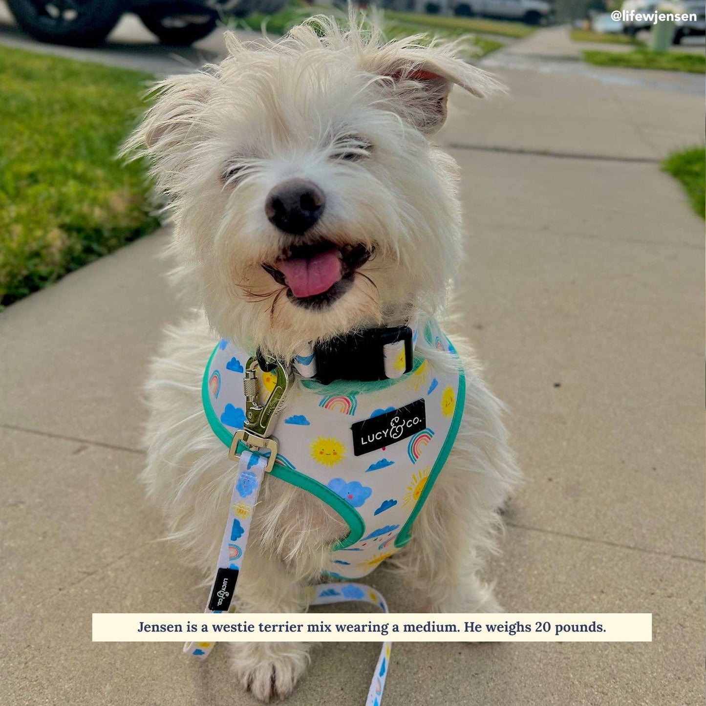 The Rain or Shine Reversible Harness