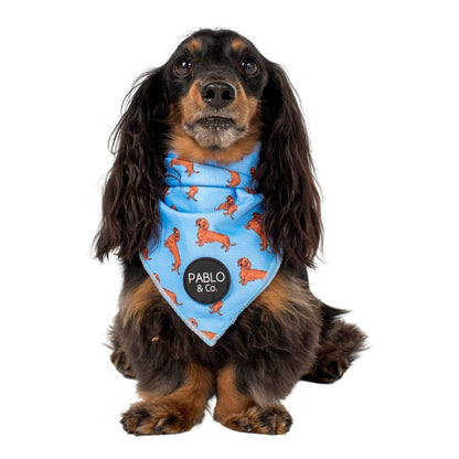 Dachshund Dog Bandana