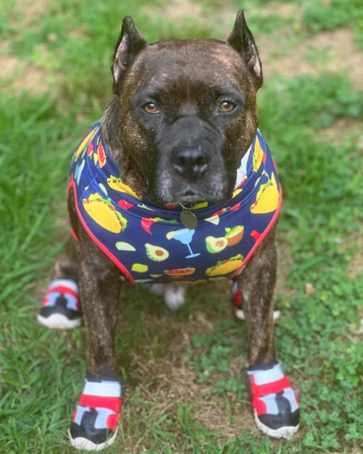 Party Like a Guac Star Dog Muscle Tee