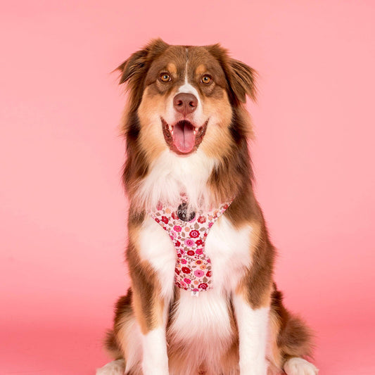 Primrose Adjustable Dog Harness