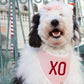 Bandana para perro con la frase "Love You Like XO" de San Valentín