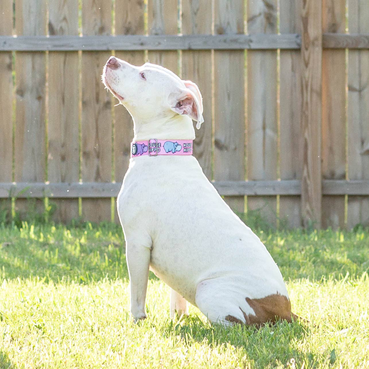 Pitty-potamus Dog Collar - Pink