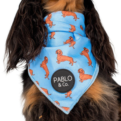 Bandana para perro salchicha