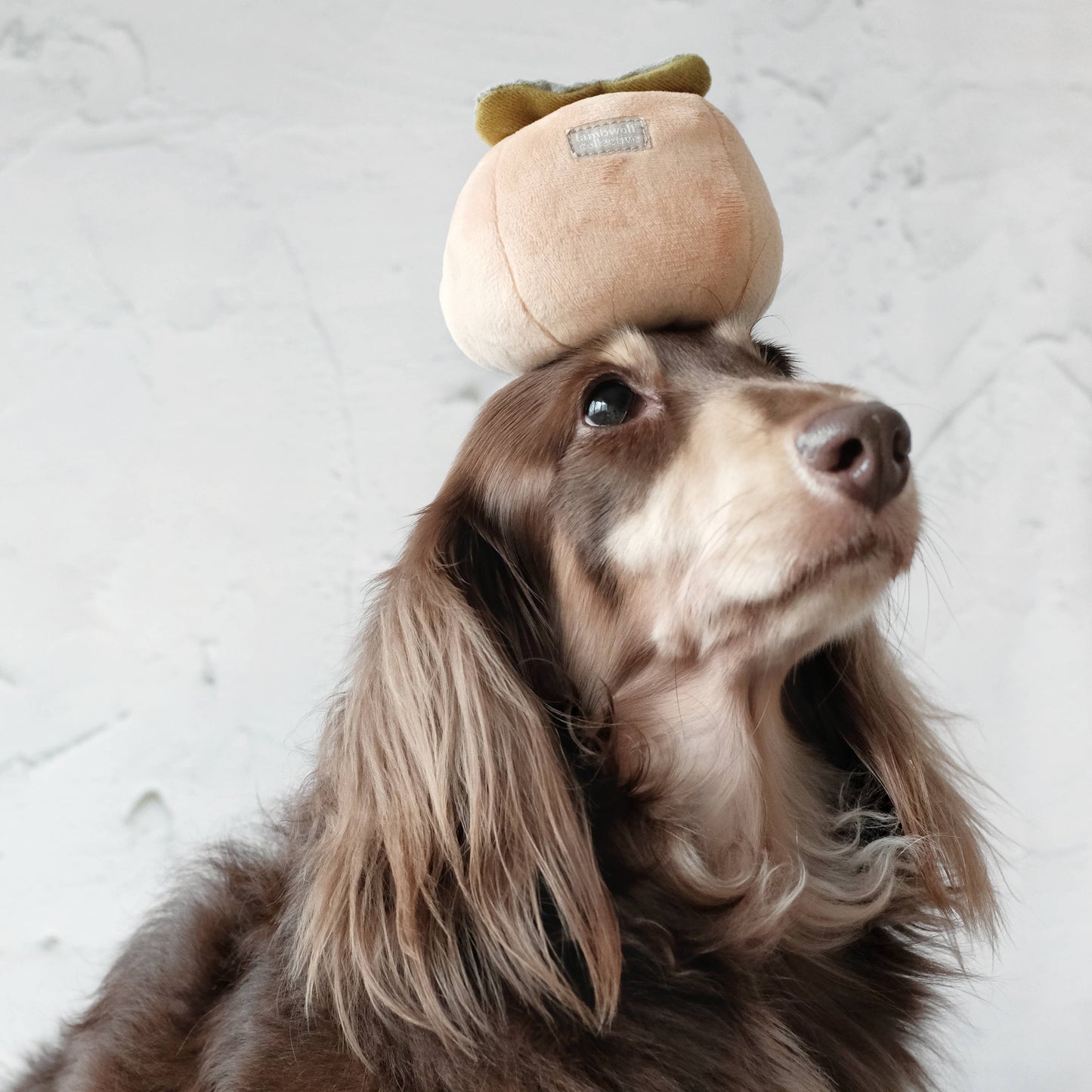 Juego de juguetes para perros con sabor a caqui y juguete para olfatear