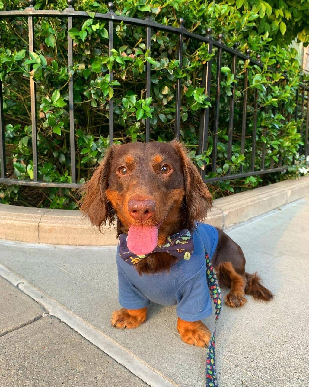"Let's Taco Bout It" Dog Tshirt