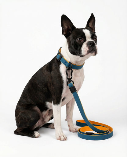 Hexagon Waterproof Leash for Small Dogs