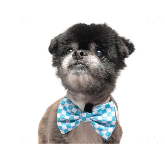 Aqua and White Checkered - Dog Collar Bow Tie