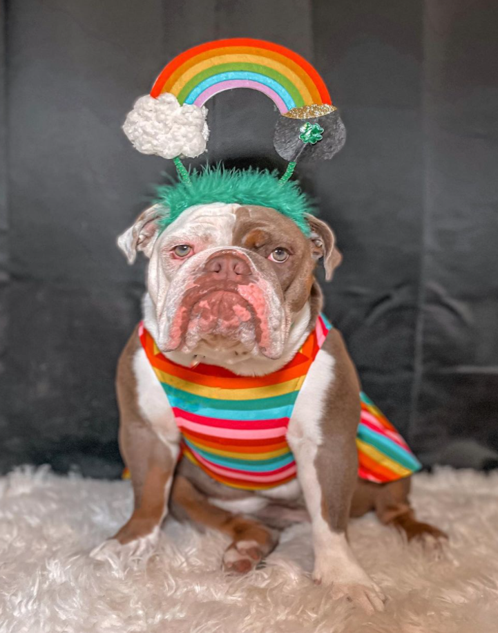 St. Patrick's Rainbow Pot of Gold Dog Headband