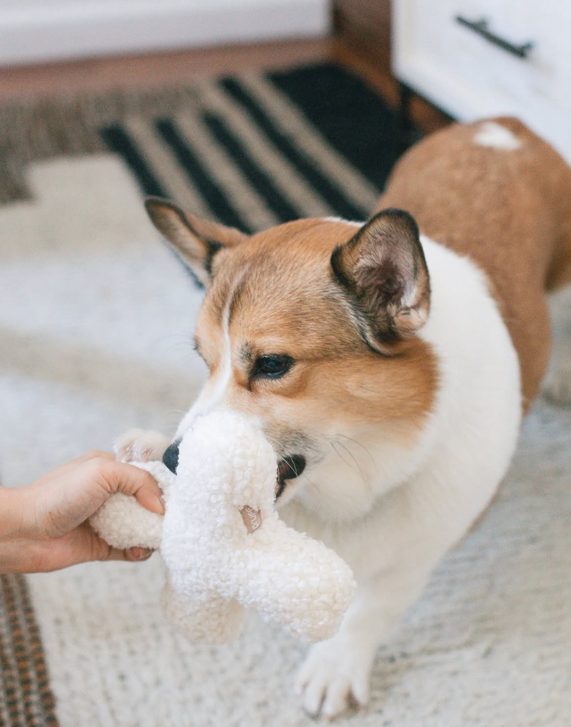 Hugs Boucle Dog Toy