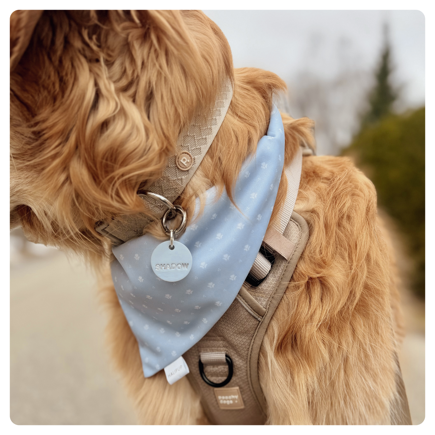 The Honey June Reversible Dog Bandana