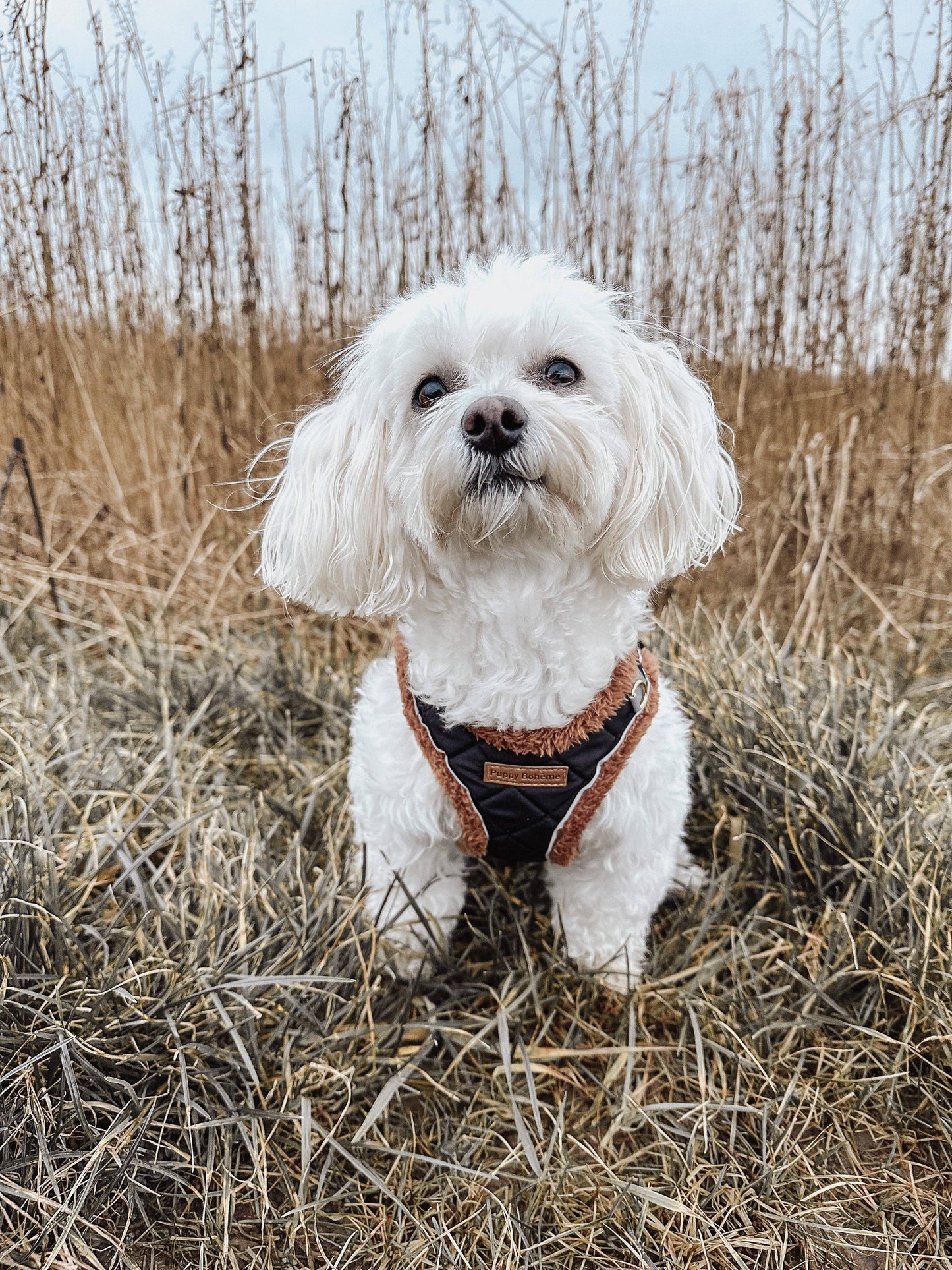 Quilted Teddy Step-in Dog Harness