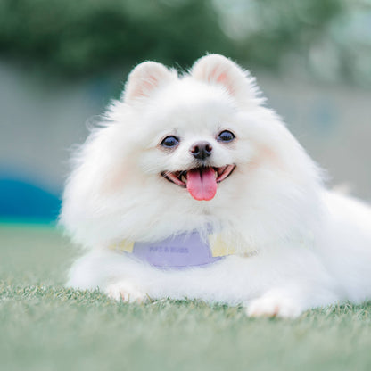 Jelly Dog Harness - Grape Jelly