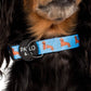 Dachshund Dog Collar