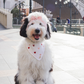 Bandana para perro Cherie de San Valentín