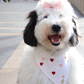 Bandana para perro Cherie de San Valentín