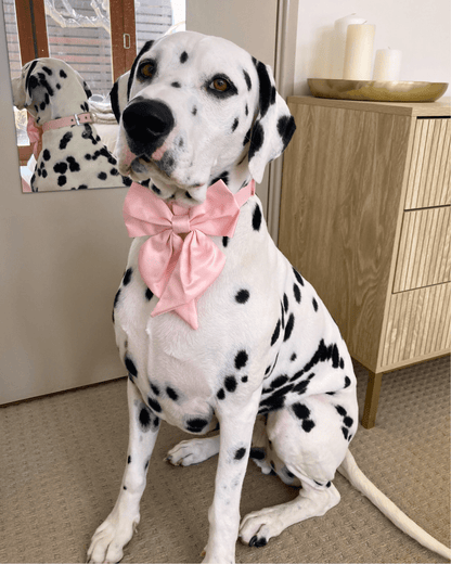 Wander! Blossom Pink Collar Sailor Bow