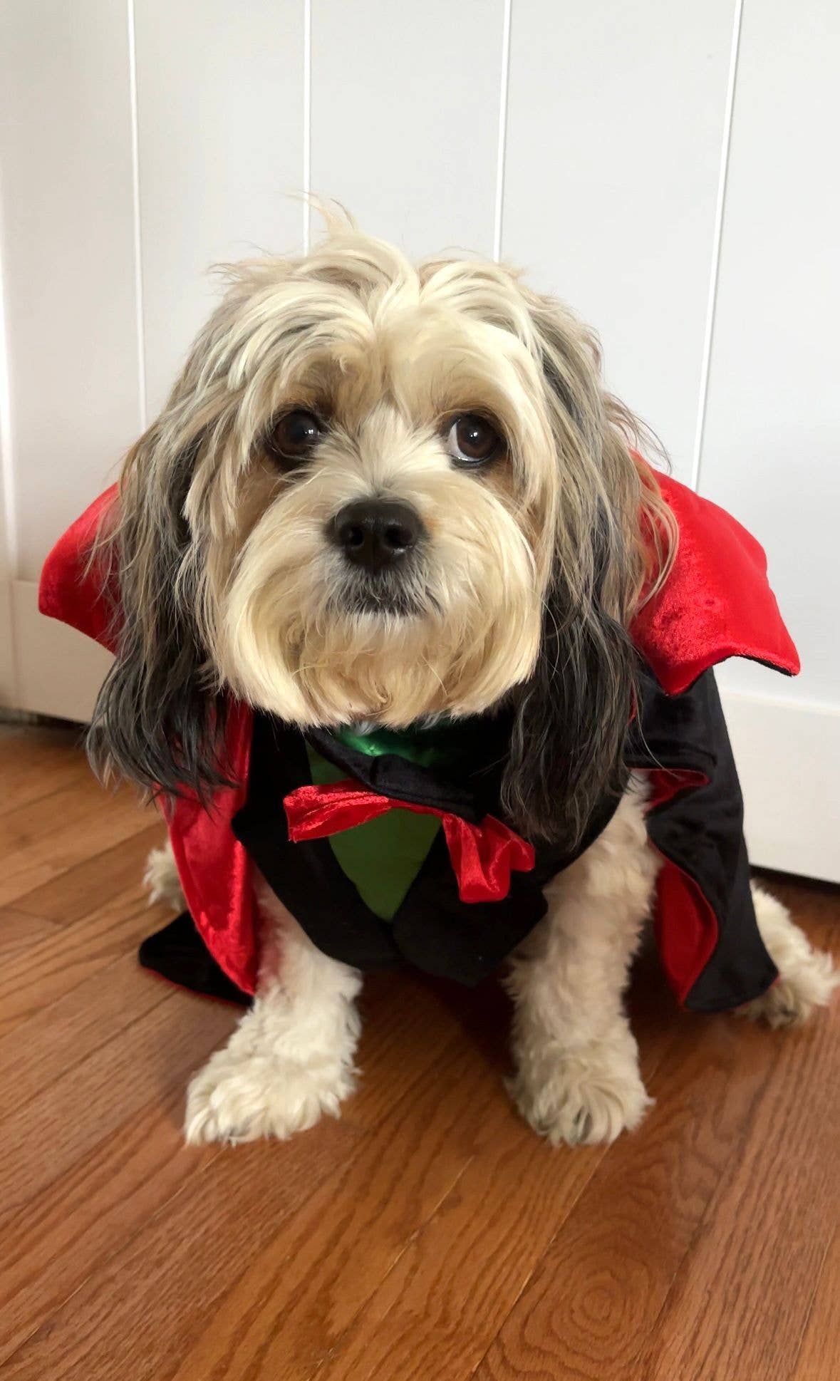 Count Woofula Halloween Dog Costume