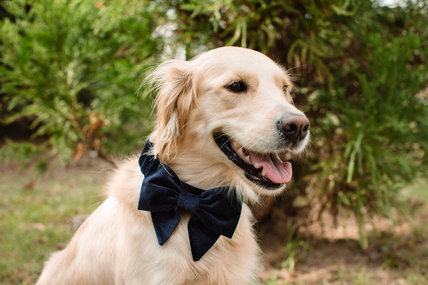 Twilight Velvet Lady Bow