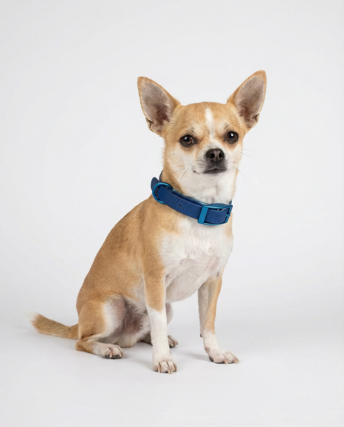 Blue Jelly Waterproof Collar For Small Dogs