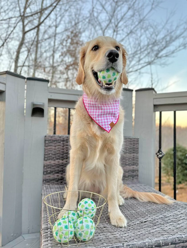 St. Patrick's Day Shamrock Dog Tennis Balls - Assorted Sizes