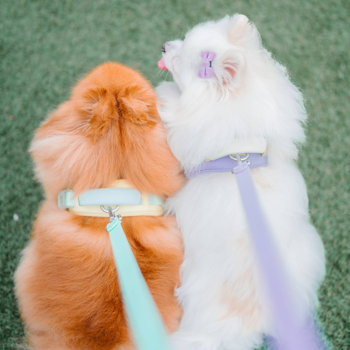 Jelly Dog Harness - Cream Soda