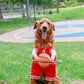 The Ball Hog Halloween Dog Costume