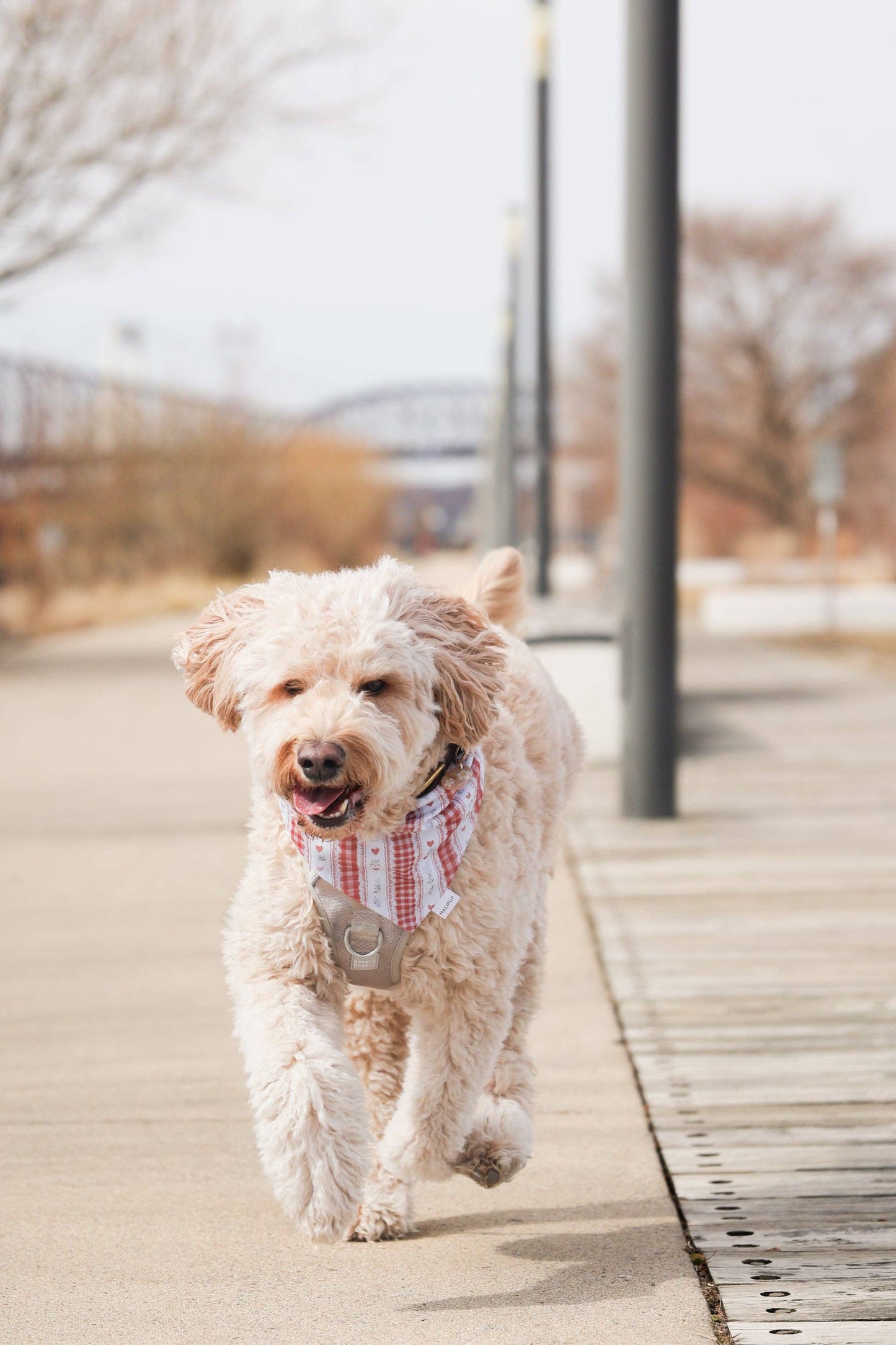 The Scarlet Red Gingham and Heart Reversible Dog Bandana