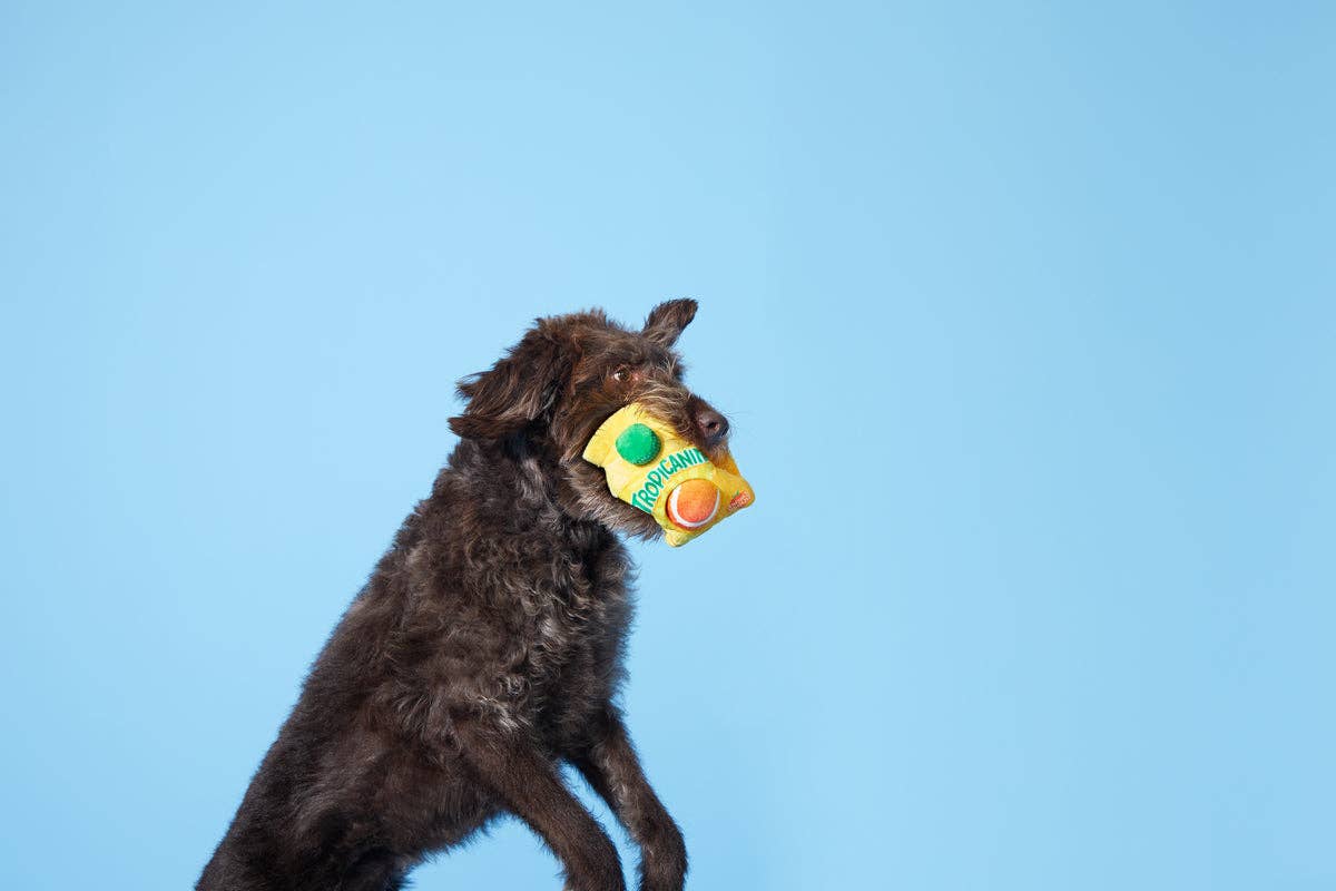 Fresh Squeaked OJ Plush Dog Toy