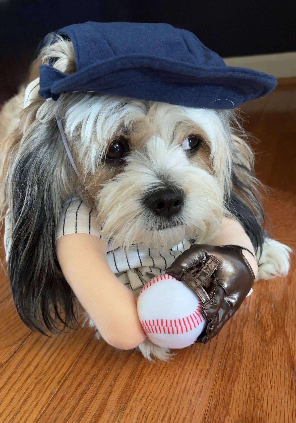 The Home Ruff Halloween Dog Costume