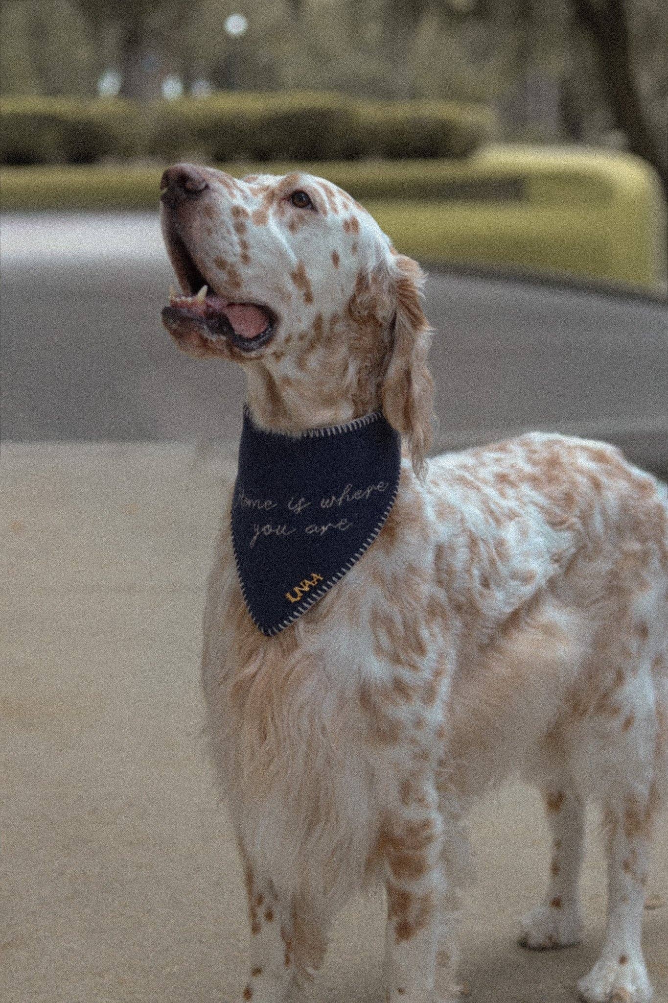 Home Is Where You Are Knit Bandana