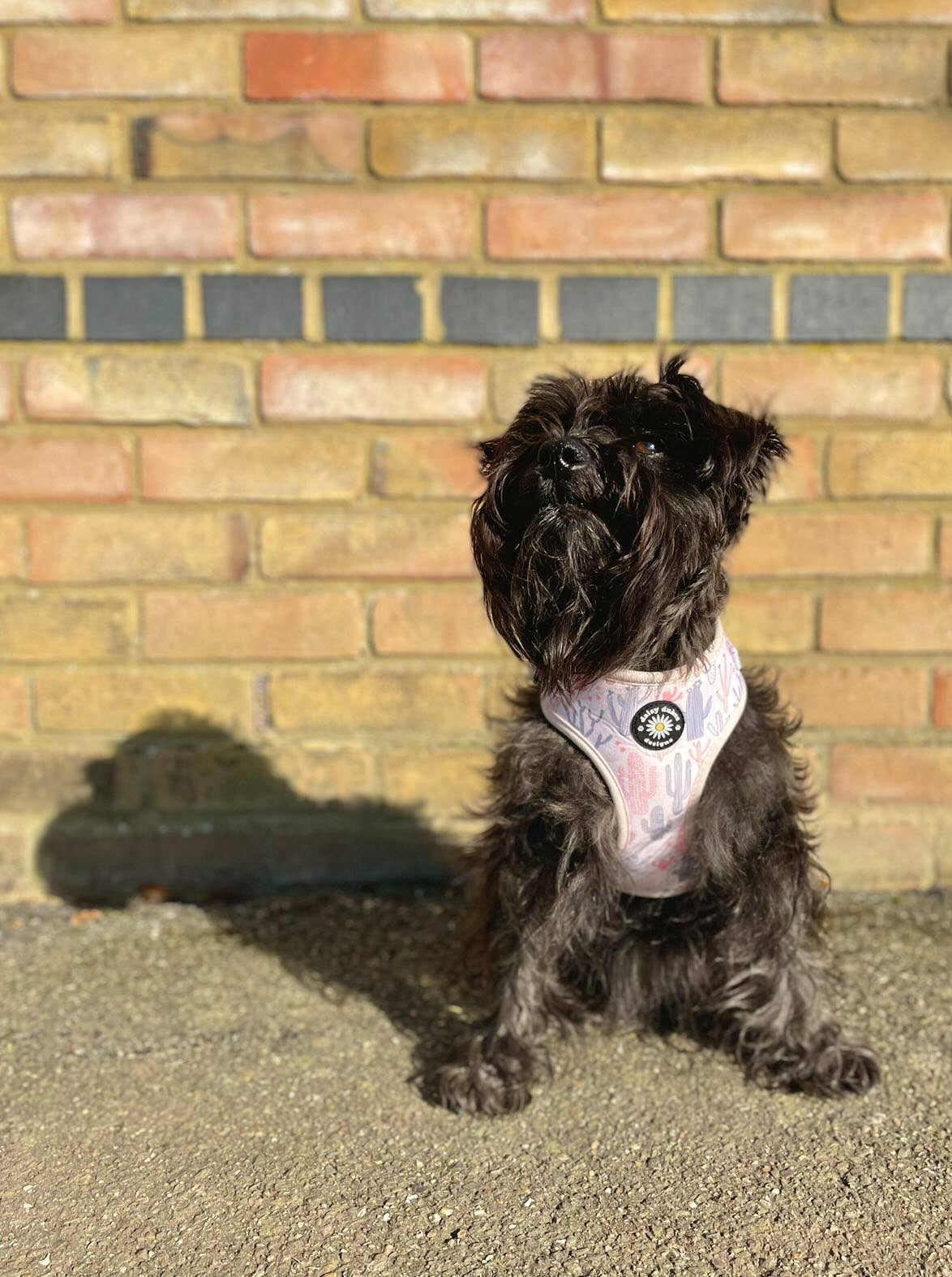 Cactus Patch Adjustable Dog Harness