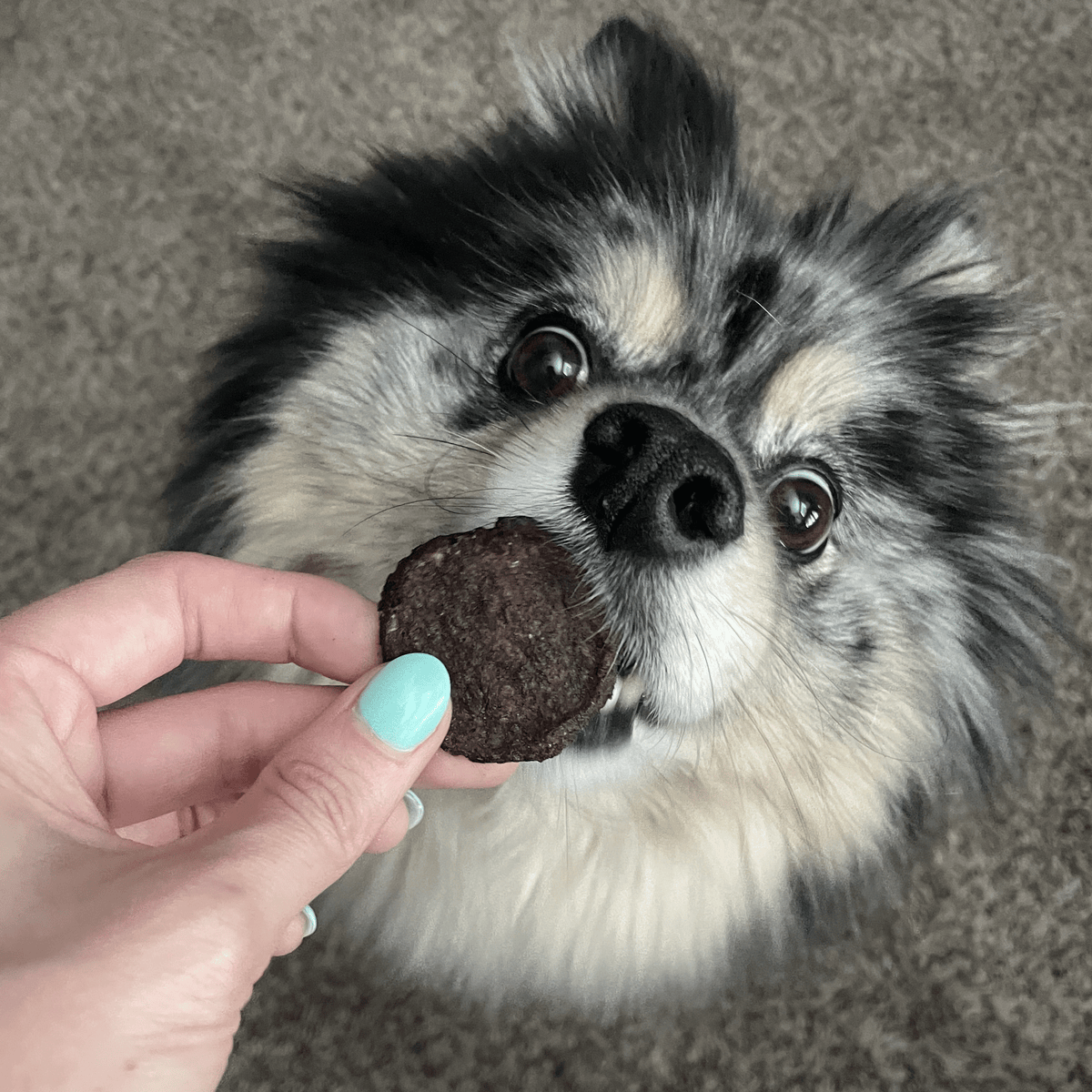 Beef Chips Dog Treats 12oz