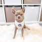 Cactus Patch Adjustable Dog Harness