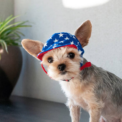 Star Dog Hat