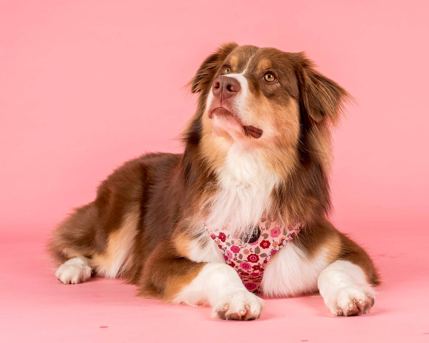Primrose Adjustable Dog Harness