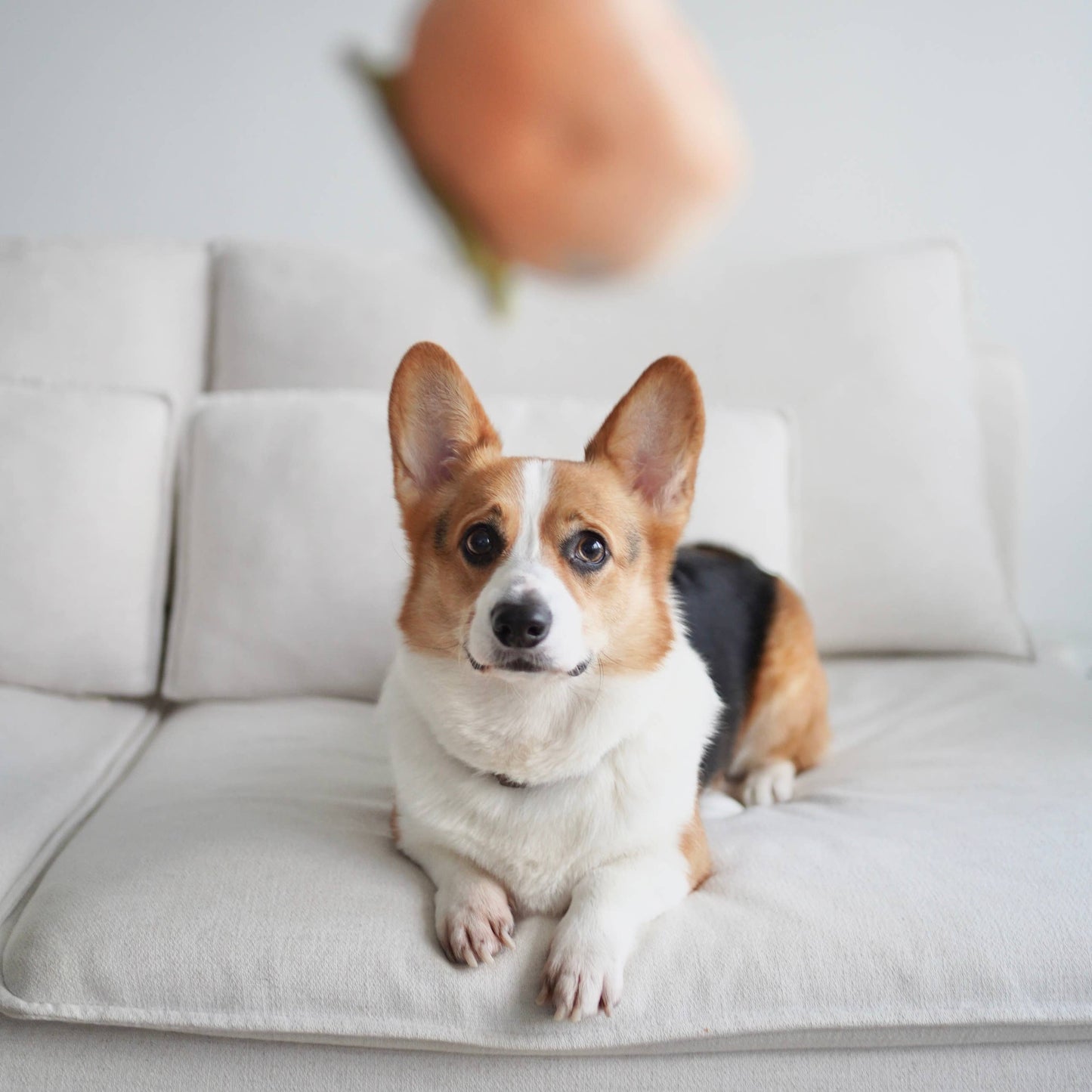 Juego de juguetes para perros con sabor a caqui y juguete para olfatear