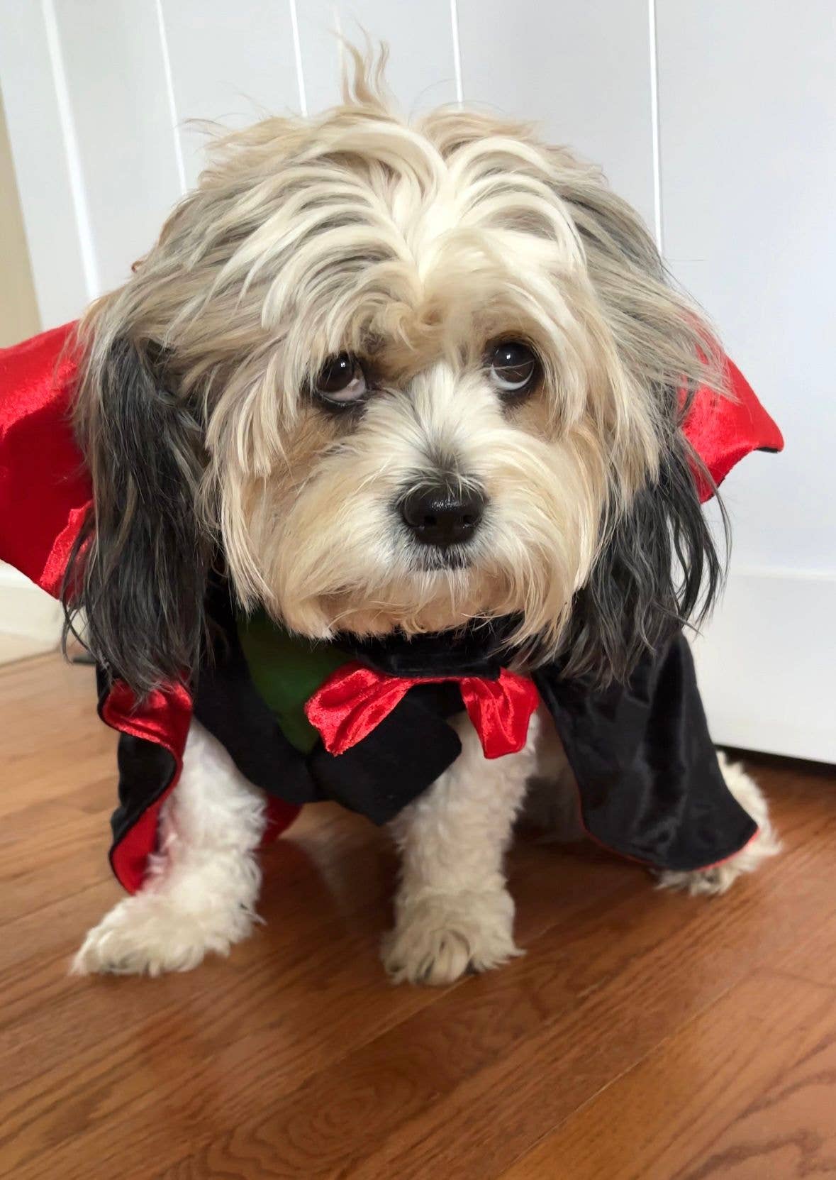 Count Woofula Halloween Dog Costume