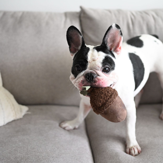 Acorn Enrichment Dog Toy