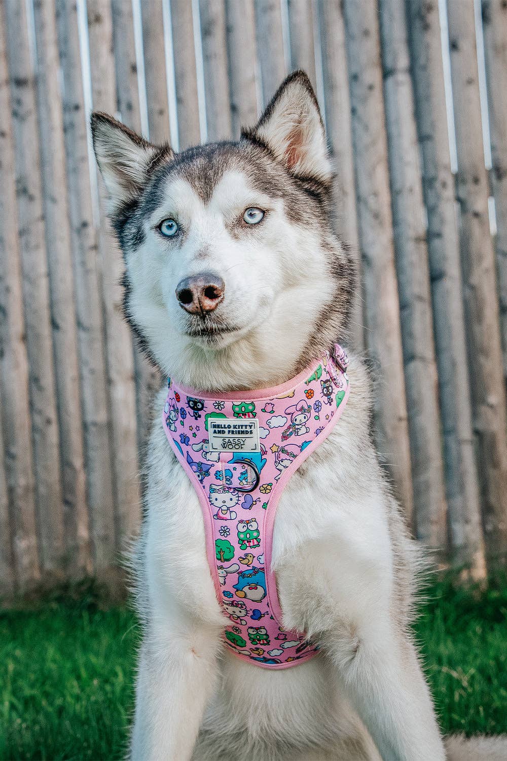Hello Kitty® & Friends Flower Festival Dog Adjustable Harness