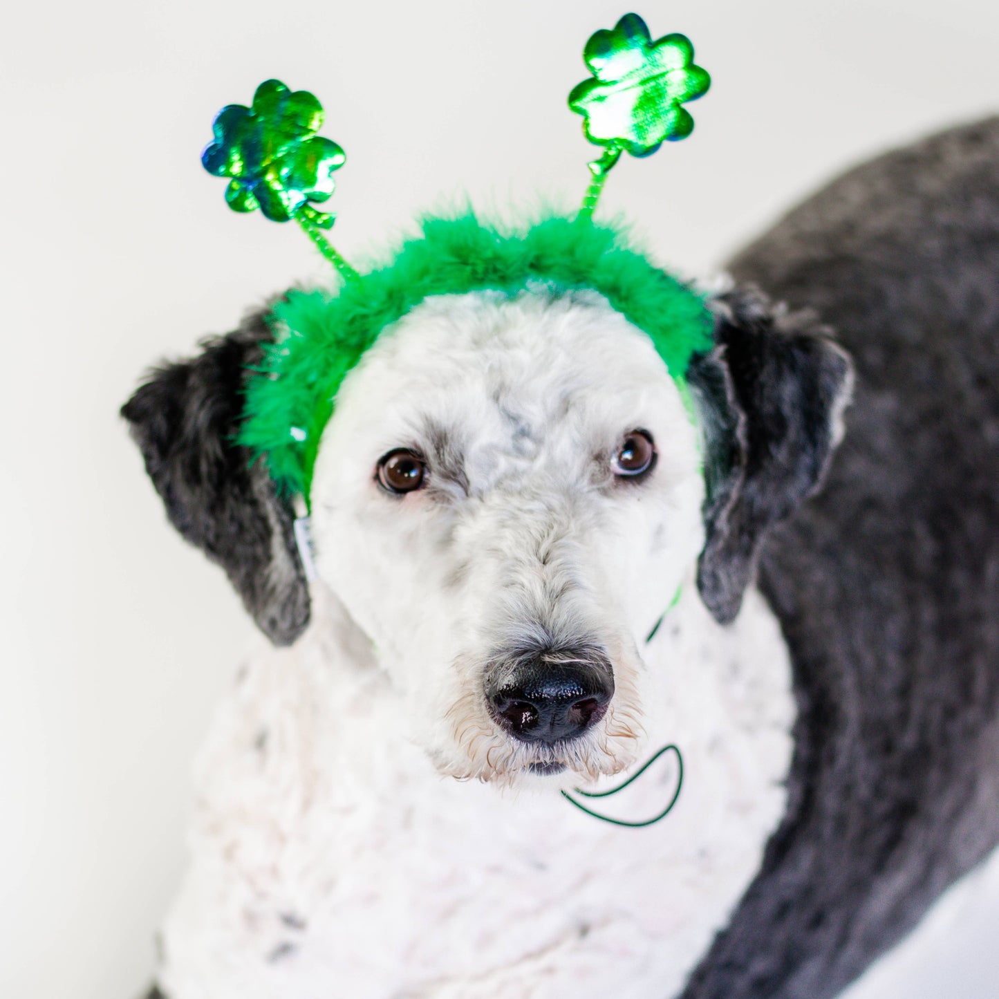 Midlee St. Patrick's Day Shamrock Dog Headband