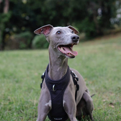 Roam Luxe Dog Harness Black