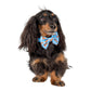 Dachshund Dog Bow Tie