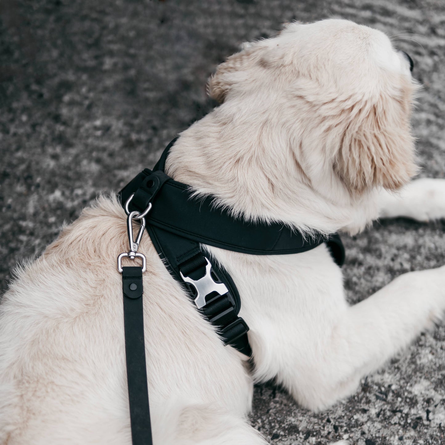 Roam Luxe Dog Harness Black