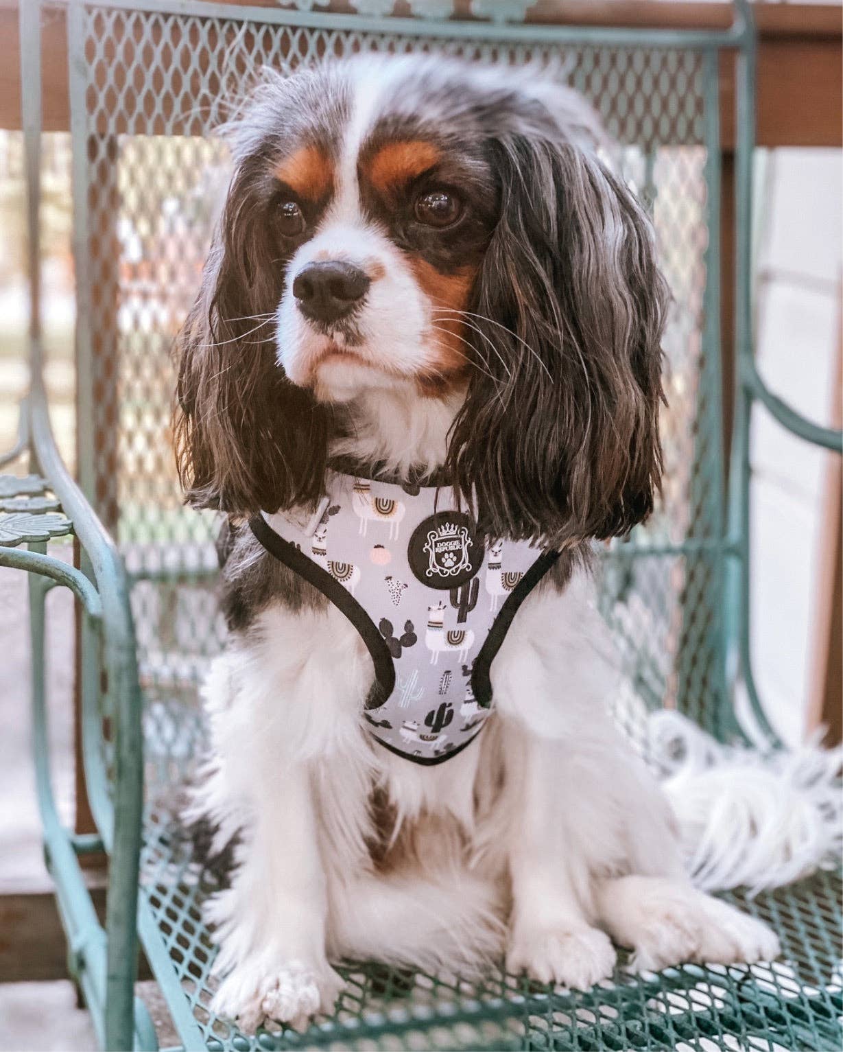 Doggie Sport Harness - No Probllama