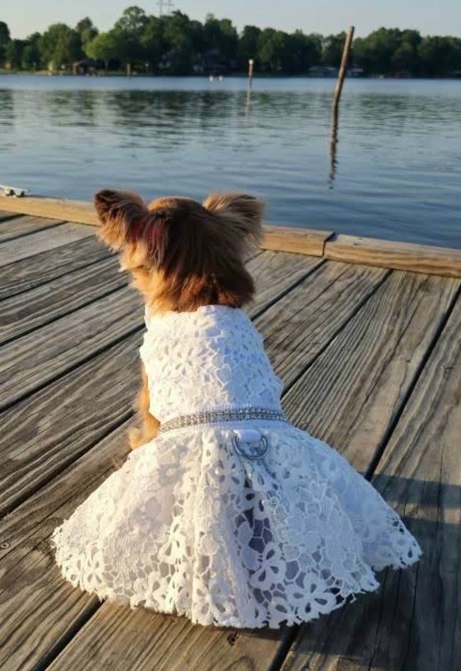 White Lace Dog Wedding Dress with Matching Leash