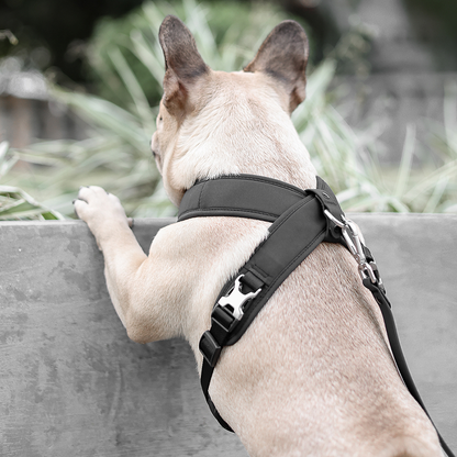 Roam Luxe Dog Harness Black